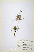  (Trifolium suffocatum - CP0014721)  @11 [ ] CreativeCommons  Attribution Non-Commercial No Derivatives (2020) Herbarium C Natural History Museum of Denmark