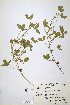  (Trifolium tembense - CP0014725)  @11 [ ] CreativeCommons  Attribution Non-Commercial No Derivatives (2020) Herbarium C Natural History Museum of Denmark