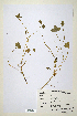  (Trifolium thalii - CP0014726)  @11 [ ] CreativeCommons  Attribution Non-Commercial No Derivatives (2020) Herbarium C Natural History Museum of Denmark