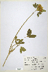  (Trifolium trichocephalum - CP0014727)  @11 [ ] CreativeCommons  Attribution Non-Commercial No Derivatives (2020) Herbarium C Natural History Museum of Denmark