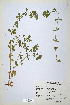  (Trifolium usambarense - CP0014729)  @11 [ ] CreativeCommons  Attribution Non-Commercial No Derivatives (2020) Herbarium C Natural History Museum of Denmark