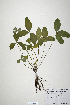  (Trifolium calcaricum - CP0019857)  @11 [ ] CreativeCommons  Attribution Non-Commercial No Derivatives (2020) Herbarium C Natural History Museum of Denmark
