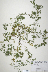  ( - CP0019858)  @11 [ ] CreativeCommons  Attribution Non-Commercial No Derivatives (2020) Herbarium C Natural History Museum of Denmark