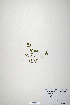  (Trifolium uniflorum - CP0019859)  @11 [ ] CreativeCommons  Attribution Non-Commercial No Derivatives (2020) Herbarium C Natural History Museum of Denmark