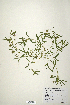  (Trifolium triaristatum - CP0019861)  @11 [ ] CreativeCommons  Attribution Non-Commercial No Derivatives (2020) Herbarium C Natural History Museum of Denmark