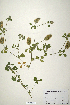  (Trifolium trichopterum - CP0019862)  @11 [ ] CreativeCommons  Attribution Non-Commercial No Derivatives (2020) Herbarium C Natural History Museum of Denmark