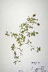  (Trifolium phleoides - CP0019867)  @11 [ ] CreativeCommons  Attribution Non-Commercial No Derivatives (2020) Herbarium C Natural History Museum of Denmark