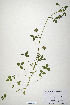  (Trifolium polyodon - CP0019869)  @11 [ ] CreativeCommons  Attribution Non-Commercial No Derivatives (2020) Herbarium C Natural History Museum of Denmark