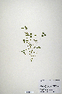  (Trifolium barbigerum - CP0019871)  @11 [ ] CreativeCommons  Attribution Non-Commercial No Derivatives (2020) Herbarium C Natural History Museum of Denmark
