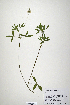  (Trifolium apertum - CP0019872)  @11 [ ] CreativeCommons  Attribution Non-Commercial No Derivatives (2020) Herbarium C Natural History Museum of Denmark