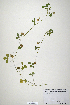 (Trifolium angulatum - CP0019873)  @11 [ ] CreativeCommons  Attribution Non-Commercial No Derivatives (2020) Herbarium C Natural History Museum of Denmark