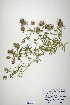  (Trifolium purpureum - CP0019874)  @11 [ ] CreativeCommons  Attribution Non-Commercial No Derivatives (2020) Herbarium C Natural History Museum of Denmark