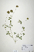  (Trifolium bejariense - CP0019877)  @11 [ ] CreativeCommons  Attribution Non-Commercial No Derivatives (2020) Herbarium C Natural History Museum of Denmark