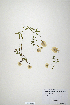  (Trifolium philistaeum - CP0019879)  @11 [ ] CreativeCommons  Attribution Non-Commercial No Derivatives (2020) Herbarium C Natural History Museum of Denmark