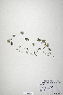  (Trifolium pilulare - CP0019883)  @11 [ ] CreativeCommons  Attribution Non-Commercial No Derivatives (2020) Herbarium C Natural History Museum of Denmark