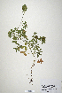  (Trifolium miegeanum - CP0019884)  @11 [ ] CreativeCommons  Attribution Non-Commercial No Derivatives (2020) Herbarium C Natural History Museum of Denmark