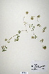  (Trifolium meduseum - CP0019886)  @11 [ ] CreativeCommons  Attribution Non-Commercial No Derivatives (2020) Herbarium C Natural History Museum of Denmark