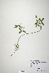  (Trifolium alexandrinum - CP0019887)  @11 [ ] CreativeCommons  Attribution Non-Commercial No Derivatives (2020) Herbarium C Natural History Museum of Denmark