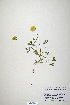  (Trifolium jokerstii - CP0019889)  @11 [ ] CreativeCommons  Attribution Non-Commercial No Derivatives (2020) Herbarium C Natural History Museum of Denmark