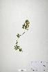  (Trifolium obscurum - CP0019891)  @11 [ ] CreativeCommons  Attribution Non-Commercial No Derivatives (2020) Herbarium C Natural History Museum of Denmark