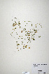  (Trifolium erubescens - CP0019893)  @11 [ ] CreativeCommons  Attribution Non-Commercial No Derivatives (2020) Herbarium C Natural History Museum of Denmark