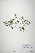  (Trifolium constantinopolitanum - CP0019894)  @11 [ ] CreativeCommons  Attribution Non-Commercial No Derivatives (2020) Herbarium C Natural History Museum of Denmark