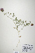  (Trifolium dichroanthum - CP0019895)  @11 [ ] CreativeCommons  Attribution Non-Commercial No Derivatives (2020) Herbarium C Natural History Museum of Denmark
