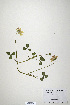  (Trifolium fucatum - CP0019896)  @11 [ ] CreativeCommons  Attribution Non-Commercial No Derivatives (2020) Herbarium C Natural History Museum of Denmark
