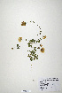  (Trifolium scutatum - CP0019897)  @11 [ ] CreativeCommons  Attribution Non-Commercial No Derivatives (2020) Herbarium C Natural History Museum of Denmark