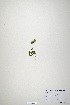  (Trifolium howellii - CP0019898)  @11 [ ] CreativeCommons  Attribution Non-Commercial No Derivatives (2020) Herbarium C Natural History Museum of Denmark