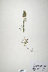  (Trifolium salmoneum - CP0019899)  @11 [ ] CreativeCommons  Attribution Non-Commercial No Derivatives (2020) Herbarium C Natural History Museum of Denmark
