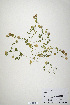  (Trifolium clusii - CP0019900)  @11 [ ] CreativeCommons  Attribution Non-Commercial No Derivatives (2020) Herbarium C Natural History Museum of Denmark