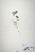  (Trifolium macraei - CP0019901)  @11 [ ] CreativeCommons  Attribution Non-Commercial No Derivatives (2020) Herbarium C Natural History Museum of Denmark