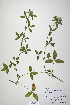  ( - CP0019902)  @11 [ ] CreativeCommons  Attribution Non-Commercial No Derivatives (2020) Herbarium C Natural History Museum of Denmark