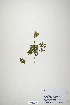  (Trifolium ligusticum - CP0019903)  @11 [ ] CreativeCommons  Attribution Non-Commercial No Derivatives (2020) Herbarium C Natural History Museum of Denmark