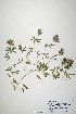  (Trifolium dasyurum - CP0019905)  @11 [ ] CreativeCommons  Attribution Non-Commercial No Derivatives (2020) Herbarium C Natural History Museum of Denmark