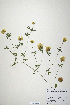  (Trifolium berytheum - CP0019906)  @11 [ ] CreativeCommons  Attribution Non-Commercial No Derivatives (2020) Herbarium C Natural History Museum of Denmark