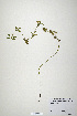  ( - CP0019907)  @11 [ ] CreativeCommons  Attribution Non-Commercial No Derivatives (2020) Herbarium C Natural History Museum of Denmark