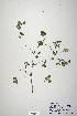  (Trifolium sylvaticum - CP0019908)  @11 [ ] CreativeCommons  Attribution Non-Commercial No Derivatives (2020) Herbarium C Natural History Museum of Denmark
