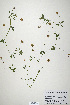  (Trifolium bifidum var. decipiens - CP0019909)  @11 [ ] CreativeCommons  Attribution Non-Commercial No Derivatives (2020) Herbarium C Natural History Museum of Denmark