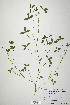  (Trifolium buckwestiorum - CP0019910)  @11 [ ] CreativeCommons  Attribution Non-Commercial No Derivatives (2020) Herbarium C Natural History Museum of Denmark
