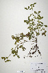  (Trifolium heldreichianum - CP0019915)  @11 [ ] CreativeCommons  Attribution Non-Commercial No Derivatives (2020) Herbarium C Natural History Museum of Denmark