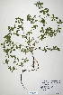 (Trifolium velebiticum - CP0019916)  @11 [ ] CreativeCommons  Attribution Non-Commercial No Derivatives (2020) Herbarium C Natural History Museum of Denmark