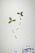  (Trifolium longipes - CP0019917)  @11 [ ] CreativeCommons  Attribution Non-Commercial No Derivatives (2020) Herbarium C Natural History Museum of Denmark