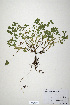  (Trifolium vernum - CP0019918)  @11 [ ] CreativeCommons  Attribution Non-Commercial No Derivatives (2020) Herbarium C Natural History Museum of Denmark