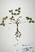  (Trifolium canescens - CP0019919)  @11 [ ] CreativeCommons  Attribution Non-Commercial No Derivatives (2020) Herbarium C Natural History Museum of Denmark