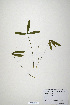  (Trifolium virginicum - CP0019920)  @11 [ ] CreativeCommons  Attribution Non-Commercial No Derivatives (2020) Herbarium C Natural History Museum of Denmark