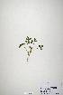  (Trifolium haussknechtii - CP0019921)  @11 [ ] CreativeCommons  Attribution Non-Commercial No Derivatives (2020) Herbarium C Natural History Museum of Denmark