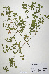  (Trifolium mutabile - CP0019922)  @11 [ ] CreativeCommons  Attribution Non-Commercial No Derivatives (2020) Herbarium C Natural History Museum of Denmark