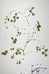  (Trifolium globosum - CP0019923)  @11 [ ] CreativeCommons  Attribution Non-Commercial No Derivatives (2020) Herbarium C Natural History Museum of Denmark